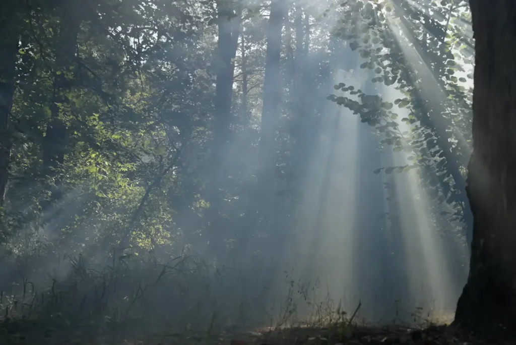 Sonnenstrahlen fallen durch einen dunklen Wald und symbolisieren Hoffnung und Zuversicht im psychotherapeutischen Prozess.
