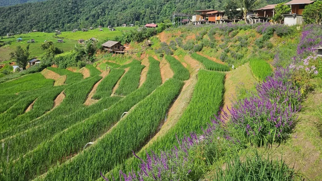 Terrassenfelder in grüner Berglandschaft als Symbol für Übungen und Methoden der Gestalttherapie